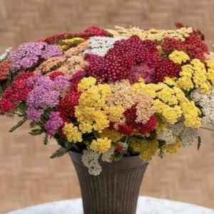 Achillea millefolium flowerburst fruitbowl