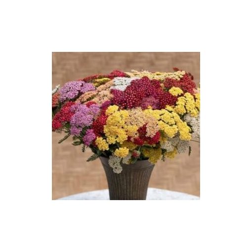 Achillea millefolium flowerburst fruitbowl