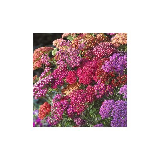 Achillea millefolium flowerburst red shades mix