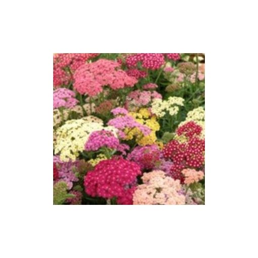 Achillea millefolium summer pastels mix