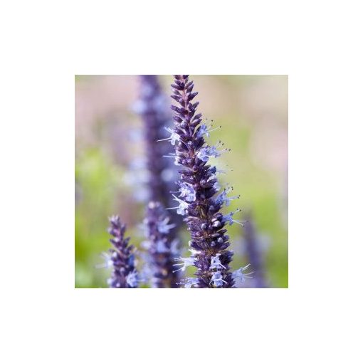 Agastache hybrida astello indigo