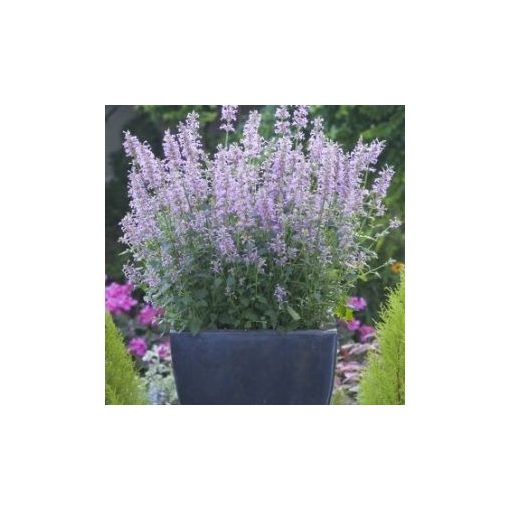 Agastache pallidiflora subsp neomexicana rose mint