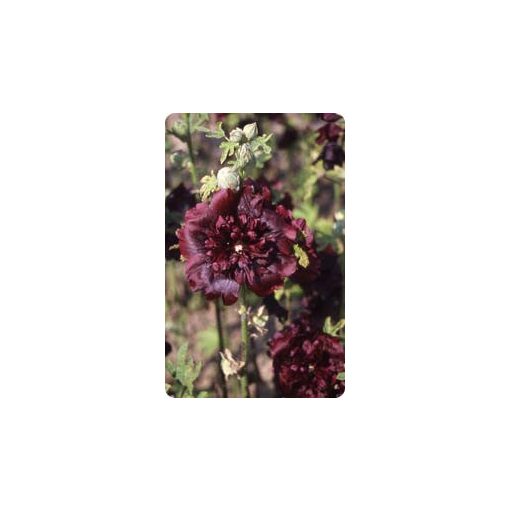 Alcea rosea chater’s maroon