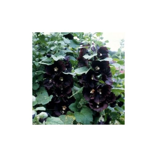 Alcea rosea jet black - Mályvarózsa (mag)