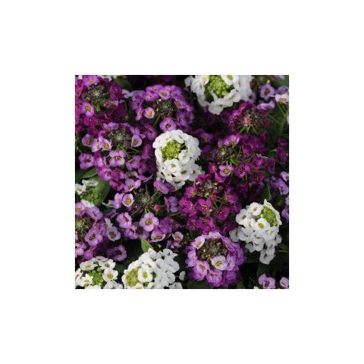 Alyssum (lobularia) maritima clear crystal mixture - Ternye (mag)