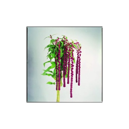 Amaranthus caudatus pony tails - Díszparéj (mag)