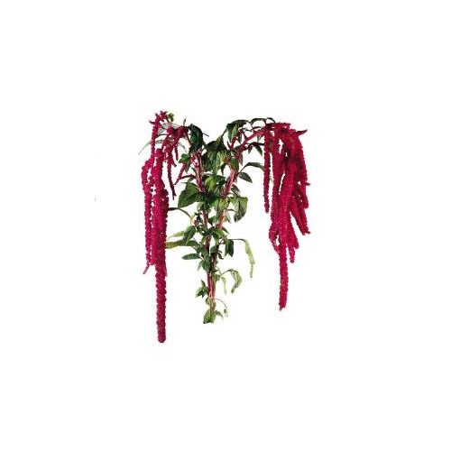 Amaranthus caudatus red - Díszparéj (mag)