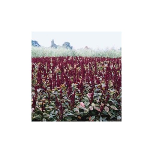 Amaranthus sanguineus nanus pygmy torch - Díszparéj (mag)