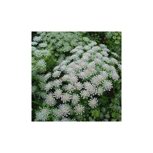 Ammi majus graceland - Püspökvirág (mag)