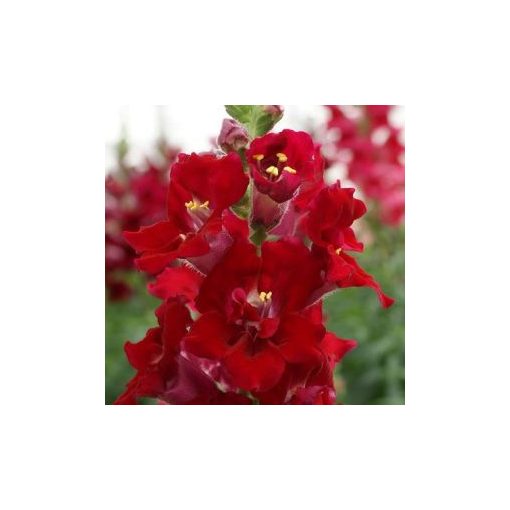 Antirrhinum majus doubleshot crimson red - Oroszlánszáj (mag)