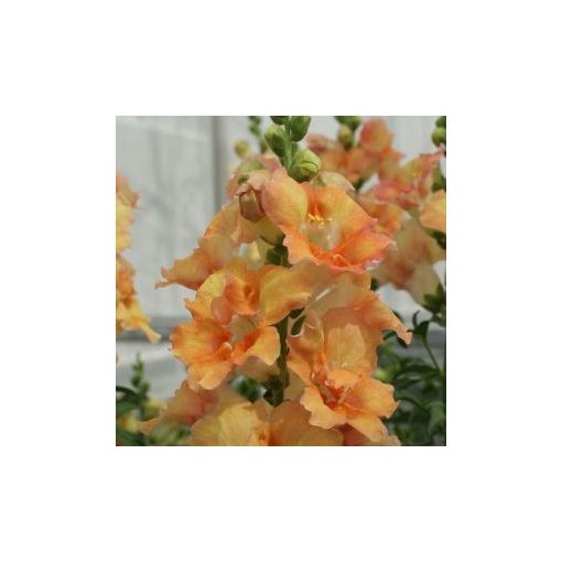 Antirrhinum majus doubleshot peach - Oroszlánszáj (mag)