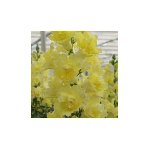 Antirrhinum majus doubleshot yellow - Oroszlánszáj (mag)