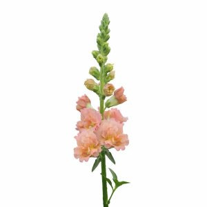 Antirrhinum majus f1 snapstar champagne