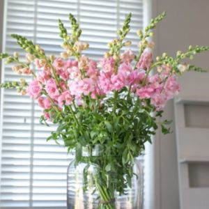 Antirrhinum majus f1 snapstar pink