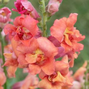   Antirrhinum majus madame butterfly bronze - Oroszlánszáj (mag)