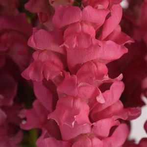 Antirrhinum majus potomac dark pink