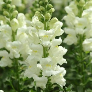 Antirrhinum majus potomac ivory white