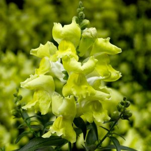 Antirrhinum snaptini yellow