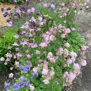 Aquilegia caerulea mckana giants