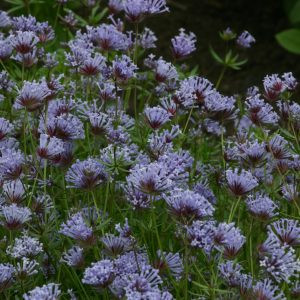 Asperula azurea blue (blue woodruff)