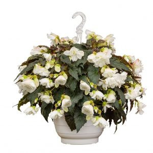 Begonia tuberhybrida non stop joy mocca white