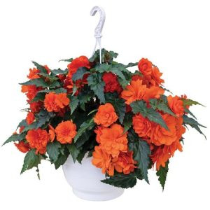 Begonia tuberhybrida non stop joy orange