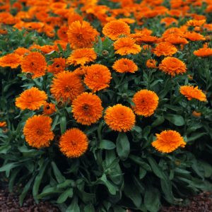 Calendula officinalis candyman orange