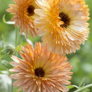 Calendula officinalis orange flash