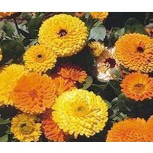 Calendula officinalis pacific beauty mix