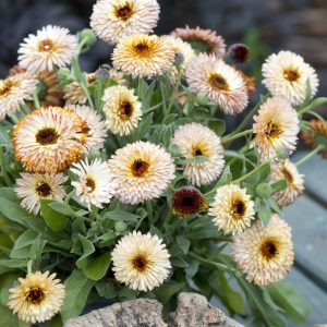 Calendula officinalis pygmy buff