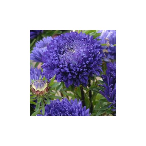 Callistephus (aster) chinensis king size mid blue