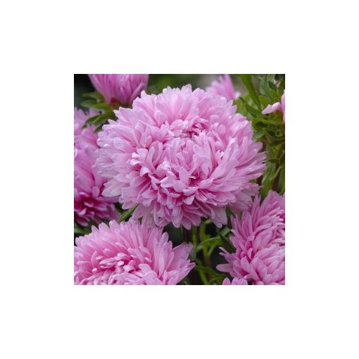 Callistephus (aster) chinensis king size pink