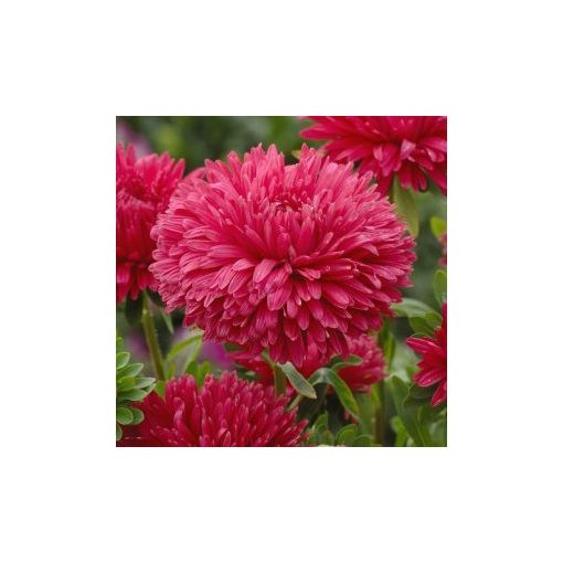 Callistephus (aster) chinensis king size red