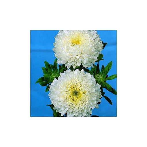 Callistephus (aster) chinensis matador white