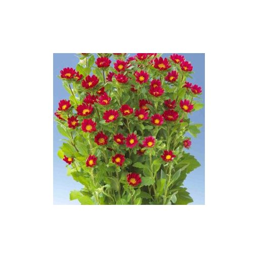 Callistephus (aster) chinensis palette red