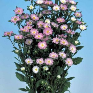 Callistephus (aster) chinensis serenade rose tipped white