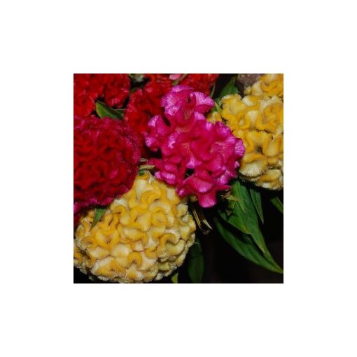 Celosia cristata chief mix