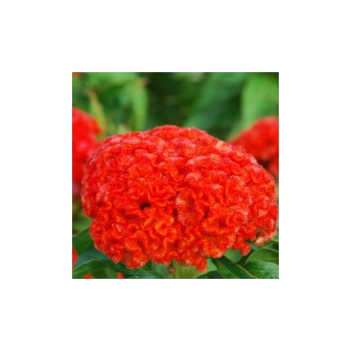 Celosia cristata chief persimmon