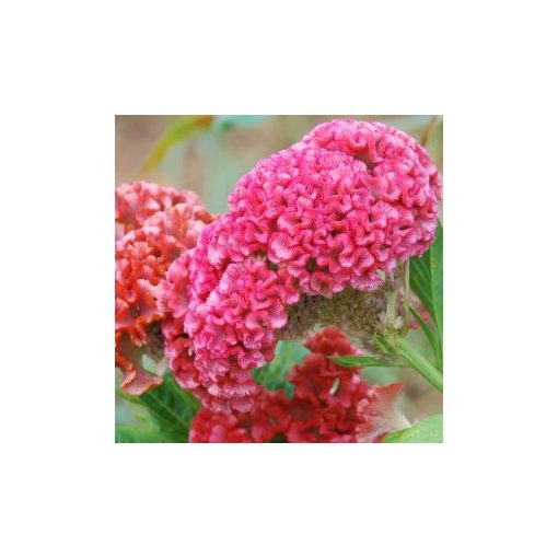 Celosia cristata chief rose