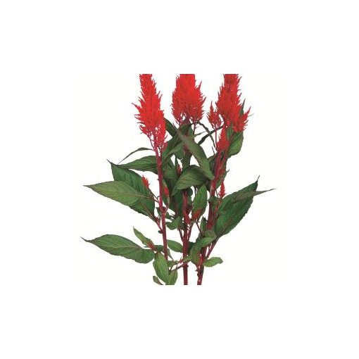 Celosia plumosa century red