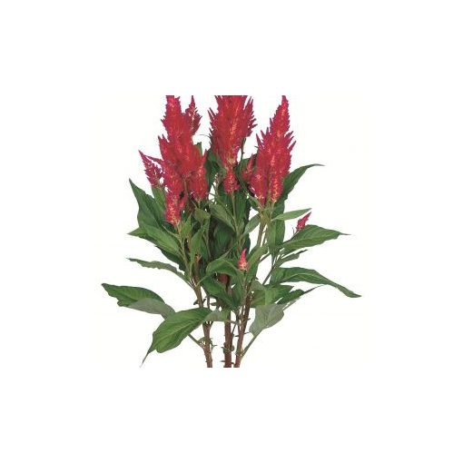 Celosia plumosa century rose