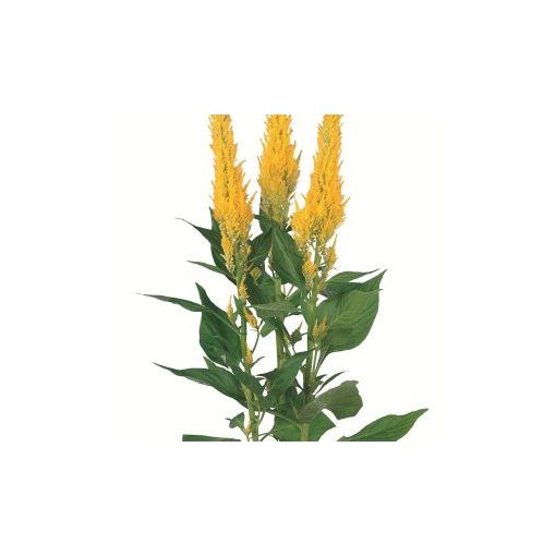 Celosia plumosa century yellow