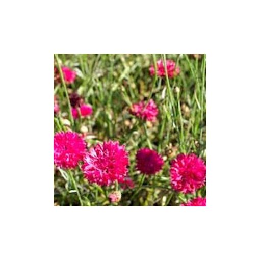 Centaurea cyanus ball pink