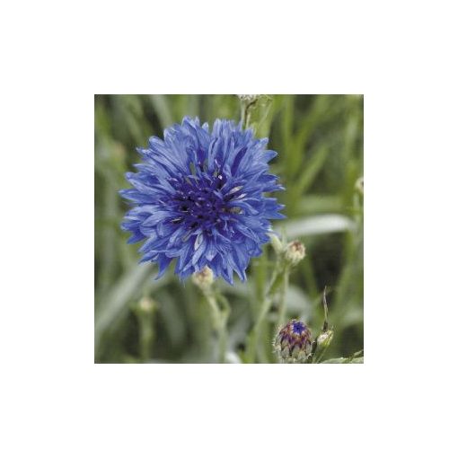 Centaurea cyanus blue boy