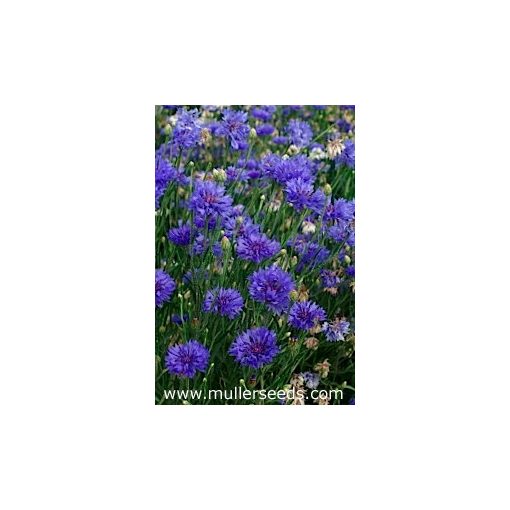 Centaurea cyanus victoria (blue maid)