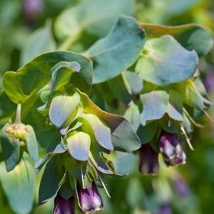 Cerinthe major purpurascens pride of gibraltar