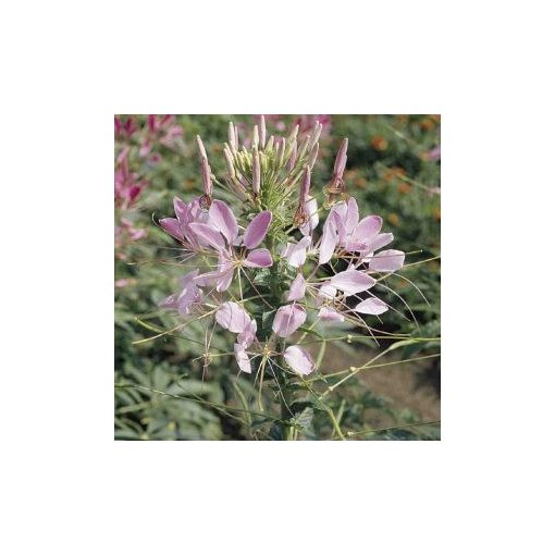 Cleome spinosa pink queen