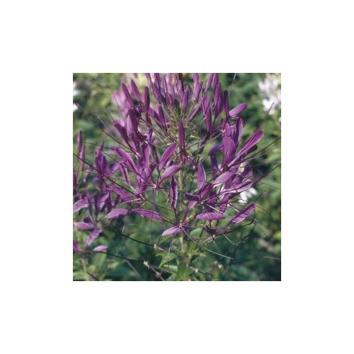 Cleome spinosa violet queen