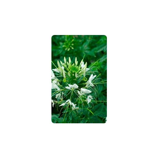 Cleome spinosa white queen