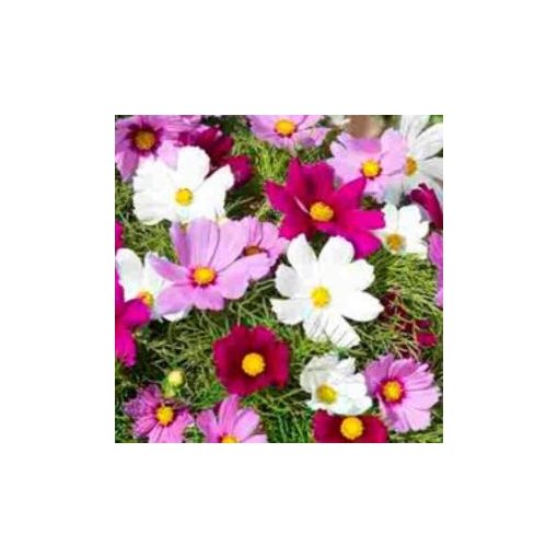 Cosmos bipinnatus candyfloss mix